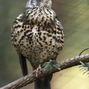 Mistletoe Thrush Print, Turdus Viscivorus Mistletoe Thrush Print, Turdus Viscivorus