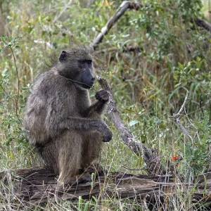 Chacma Baboon Sits on a Log Print, Kruger National Park Chacma Baboon Sits on a Log Print, Kruger National Park