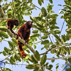 Venezuelan Red Howler Monkeys Print Venezuelan Red Howler Monkeys Print