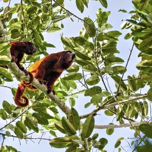 Venezuelan Red Howlers Print: Amazon Basin Scene Venezuelan Red Howlers Print: Amazon Basin Scene