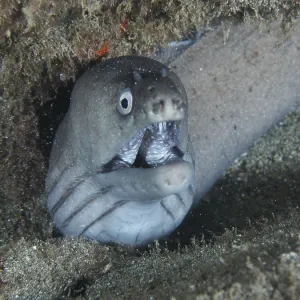 A Moray Eel Print, Tenerife, Canary Islands