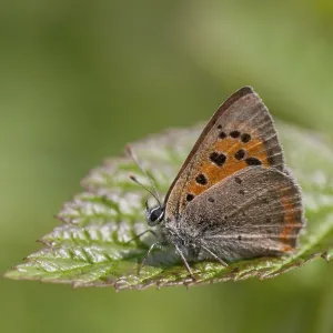 Mariposa, pequeña mariposa, Lycaena phlaeas. Mariposa, pequeña mariposa, Lycaena phlaeas.