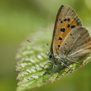 Mariposa, pequeña mariposa, Lycaena phlaeas. Mariposa, pequeña mariposa, Lycaena phlaeas.