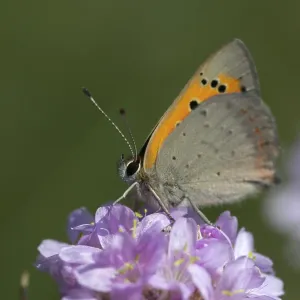 Mariposa, pequeña mariposa, Lycaena phlaeas. Mariposa, pequeña mariposa, Lycaena phlaeas.