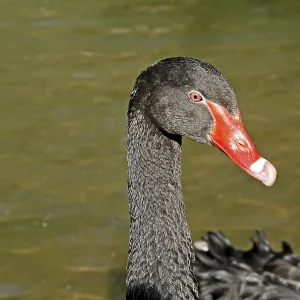 Cisne llorón