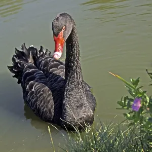 Mourning Swan Print