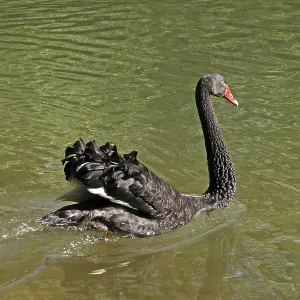 Mourning Swan Print Mourning Swan Print