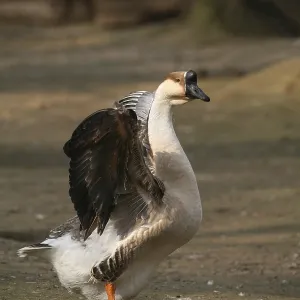 Mute Goose Print - Waterfowl Image Mute Goose Print - Waterfowl Image