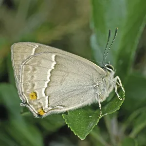 Purple Hairstreak Butterfly Print (Female) Purple Hairstreak Butterfly Print (Female)