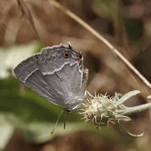Neozephyrus quercus Print: Blue Oaktip Elder Butterfly Neozephyrus quercus Print: Blue Oaktip Elder Butterfly