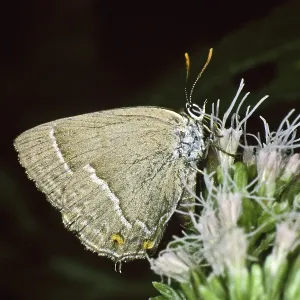 Neozephyrus quercus Print - Purple Hairstreak on Water Azalea Neozephyrus quercus Print - Purple Hairstreak on Water Azalea
