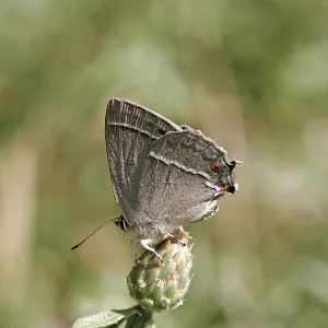 Neozephyrus quercus Print, Blue Oaktip Butterfly Neozephyrus quercus Print, Blue Oaktip Butterfly