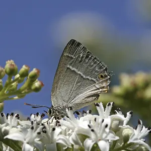 Neozephyrus quercus Print - Blue Oaktip Elder Butterfly Neozephyrus quercus Print - Blue Oaktip Elder Butterfly