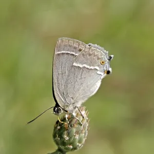 Neozephyrus quercus Print - Blue Oaktip Butterfly Neozephyrus quercus Print - Blue Oaktip Butterfly