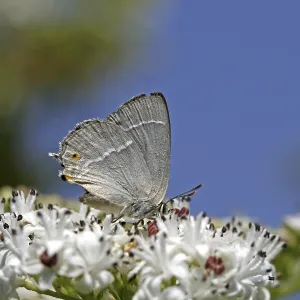 Neozephyrus quercus Print: Blue Oaktip Elder Butterfly Neozephyrus quercus Print: Blue Oaktip Elder Butterfly