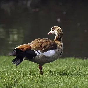 Nile Goose Print from imageBROKER Nile Goose Print from imageBROKER