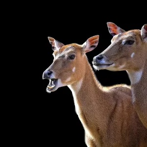 Nilgai Print: Two Nilgai on Black Background Nilgai Print: Two Nilgai on Black Background
