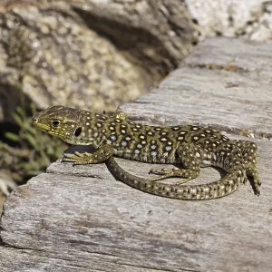 Ocellated Lizard Print - Timon lepidus, Provence, France Ocellated Lizard Print - Timon lepidus, Provence, France