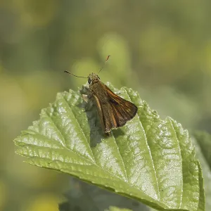 Ochlodes sylvanus (Ochlodes venatus) Ochlodes sylvanus (Ochlodes venatus)