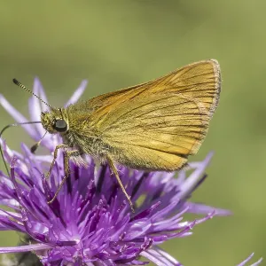 Ochlodes sylvanus (Ochlodes venatus) Ochlodes sylvanus (Ochlodes venatus)