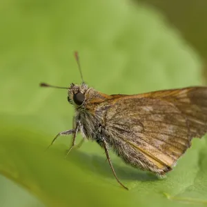 Ochlodes sylvanus, Ochlodes venatus. Ochlodes sylvanus, Ochlodes venatus.