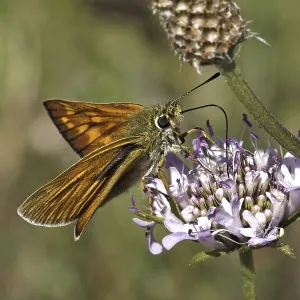 Ochlodes venatus, Ochlodes sylvanus Ochlodes venatus, Ochlodes sylvanus