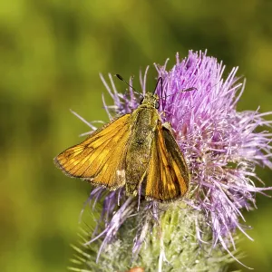 Ochlodes venatus (Ochlodes sylvanus) Ochlodes venatus (Ochlodes sylvanus)