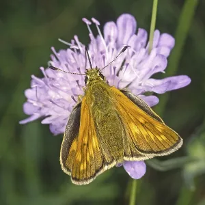 Ochlodes venatus, thighead de color rojizo. Ochlodes venatus, thighead de color rojizo.