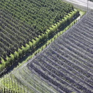 Orchard Orchard