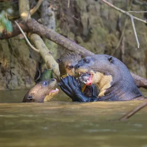 Los nutrias se comunican entre sí en agua poco profunda. Los nutrias se comunican entre sí en agua poco profunda.