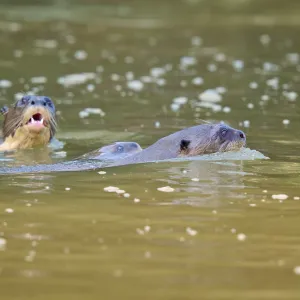 Tres nutrias nadando en la superficie del agua en el río. Tres nutrias nadando en la superficie del agua en el río.