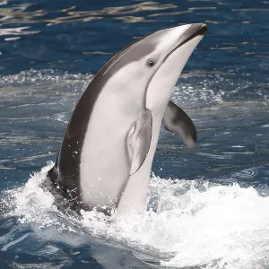 Weißseitiger Pazifischer Delfin