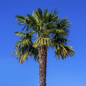 Palm Tree Print on a Blue Sky Palm Tree Print on a Blue Sky
