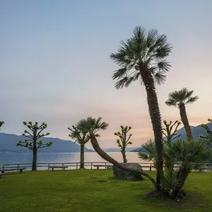 Palm Trees on Lakeshore Sunset Print, Cannero Riviera, Italy Palm Trees on Lakeshore Sunset Print, Cannero Riviera, Italy