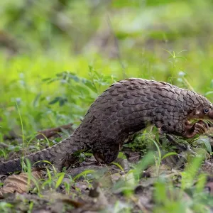 White-bellied Pangolin Print, Western Region, Uganda