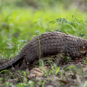 White-bellied Pangolin Print, Uganda