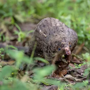 White-bellied Pangolin Print, Western Region, Uganda