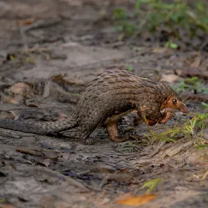White-bellied Pangolin Print, Uganda