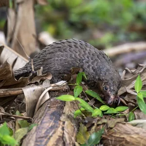 White-bellied Pangolin Print, Uganda