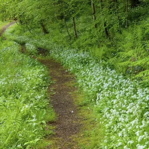 A Path in Spring Forest Print, Isle of Skye, Scotland A Path in Spring Forest Print, Isle of Skye, Scotland