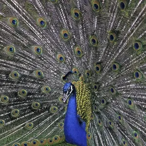 Peacock Print - Vibrant Plumage Peacock Print - Vibrant Plumage