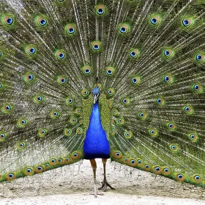 Peacock Print - Vibrant Plumage Peacock Print - Vibrant Plumage