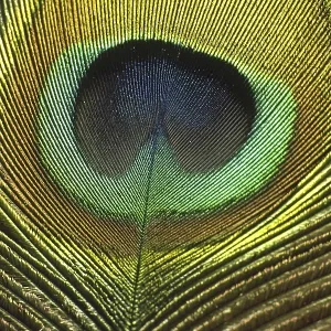Peacock Feather Print Peacock Feather Print