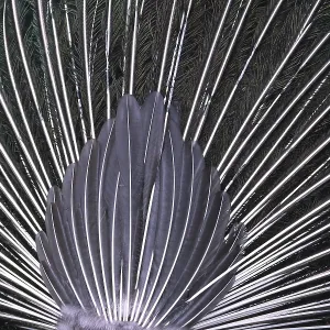 Peacock Feathers Print (From Behind) Peacock Feathers Print (From Behind)
