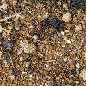 Pebbles and Cat Shark Roe Print, Felixstowe Beach, England Pebbles and Cat Shark Roe Print, Felixstowe Beach, England