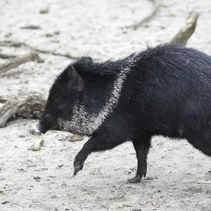 Peccary in a Clearing Print Peccary in a Clearing Print