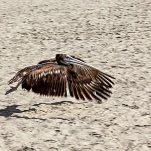 Brown Pelican in Flight Print over Paracas Beach, Peru Brown Pelican in Flight Print over Paracas Beach, Peru