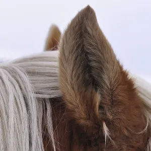 Horse Ear Print