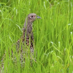 Pheasant Print, Phasianus Colchicus in Sweden Pheasant Print, Phasianus Colchicus in Sweden