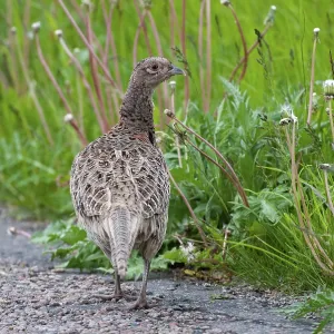 Pheasant Print, Phasianus Colchicus in Sweden Pheasant Print, Phasianus Colchicus in Sweden